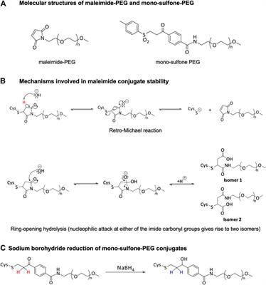 Stability of Maleimide-PEG and Mono-Sulfone-PEG Conjugation to a Novel Engineered Cysteine in the Human Hemoglobin Alpha Subunit